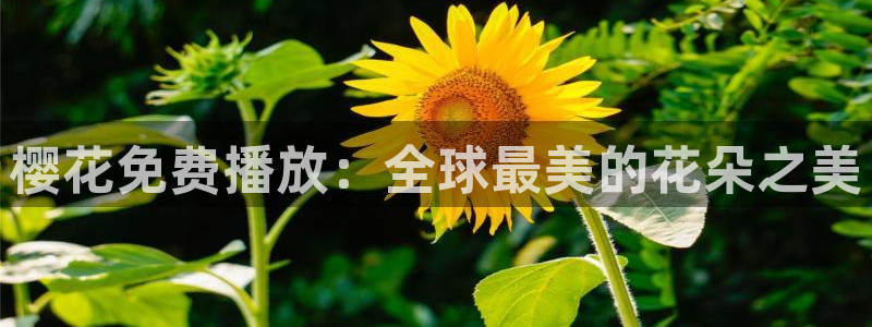 星空免费影院大全